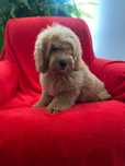 Sprzedam pięknego Labradoodle