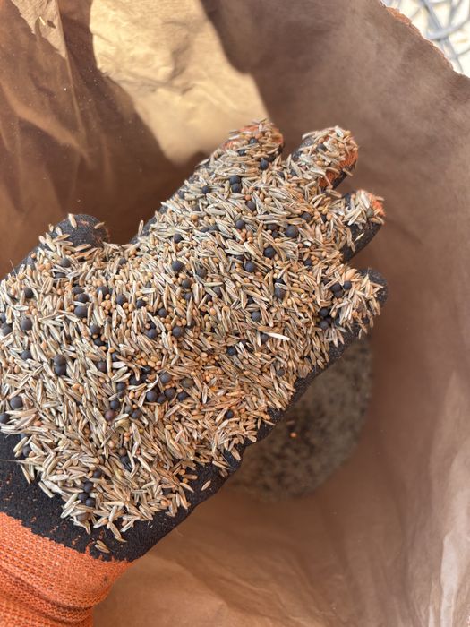 Mieszanka Gorzowska koniczyna inkarnatka wyka ozima życica wysyłka