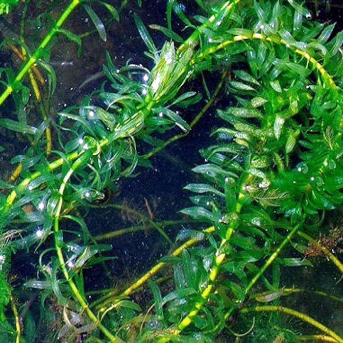 Растения для аквариума Элодея Пистия Риччия Роголистник