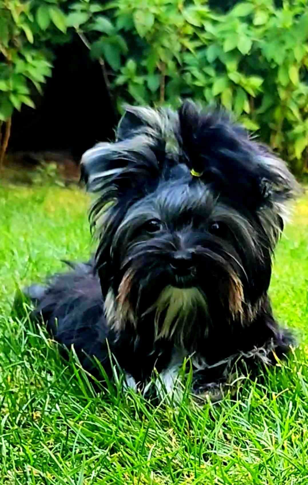 York -    Suczka  Black Tan   Yorkshire Terrier z rodowodem.