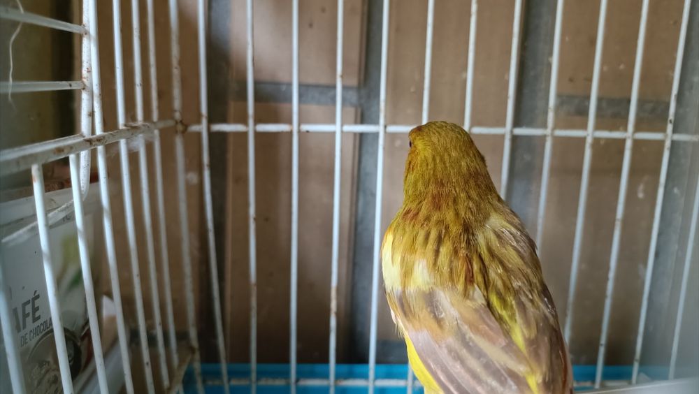 Canário de 2025 a cantar