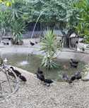 Patos Cayuga, Rouen e mandarins