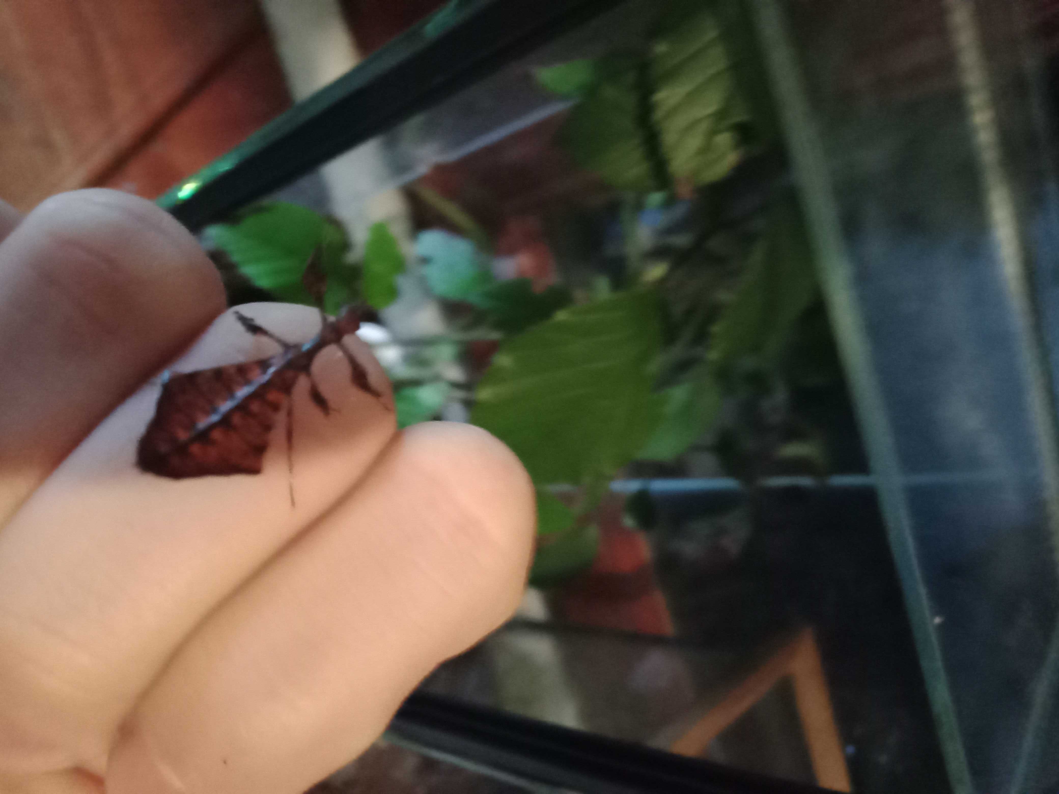 Liściec olbrzymi - Phyllium giganteum