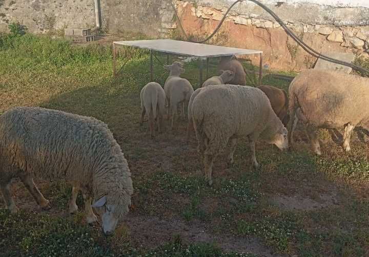 Borregos/ Ovelhas / Carneiros Excelente Criação Importada