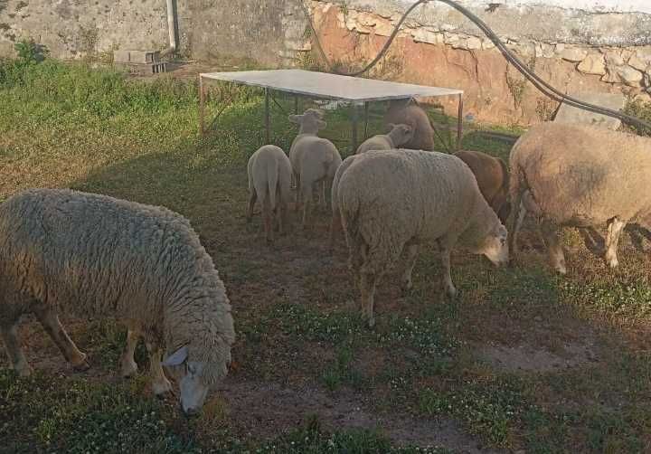 Ovelhas / Carneiros / Borregos de Excelência Criação Importados