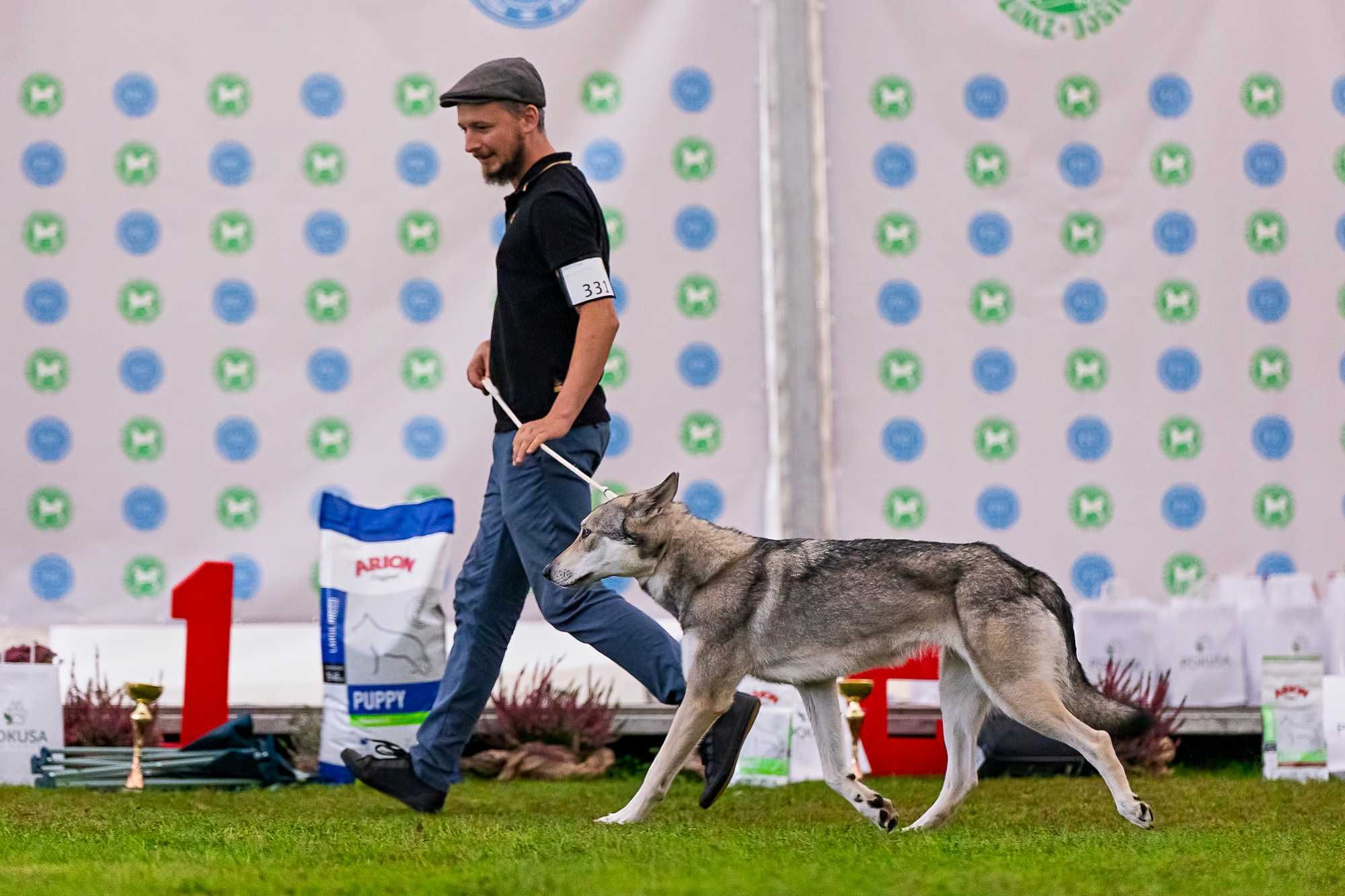 Wilczak Saarloosa - Saarlooswolfhond FCI - Wilczaki.pl