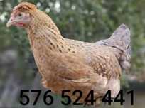 Kury Rosa Leghorn Dominant Lohman Greenshel