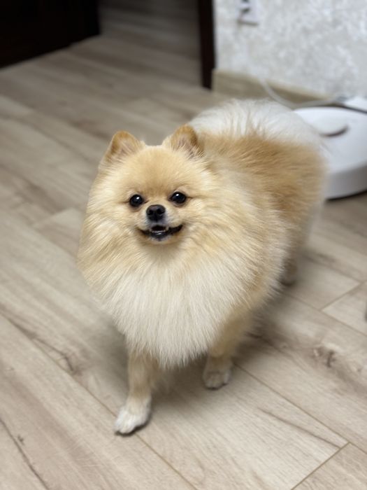 Померанський Шпіц  запрошує на вʼязку