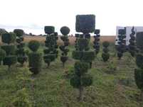 Sprzedam Bonsai ogrodowe