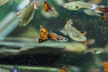 Peixes de aquário Guppy
