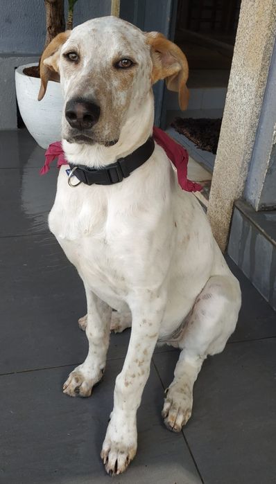 Para adopção responsável este lindo