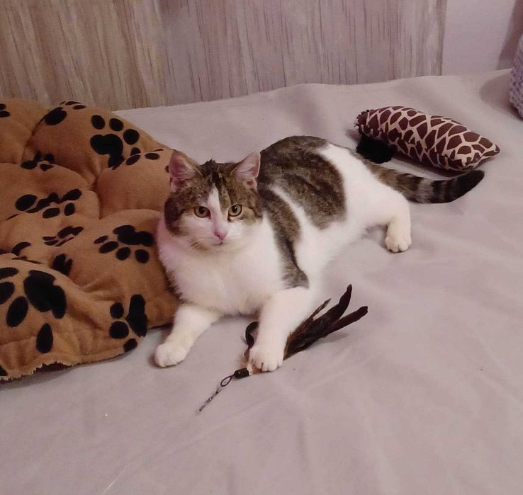 Maciuś do adopcji