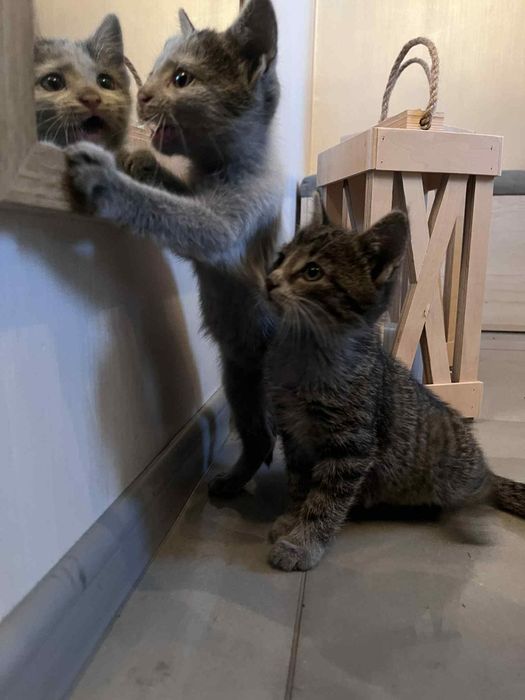 Oddam kotki w dobre ręce