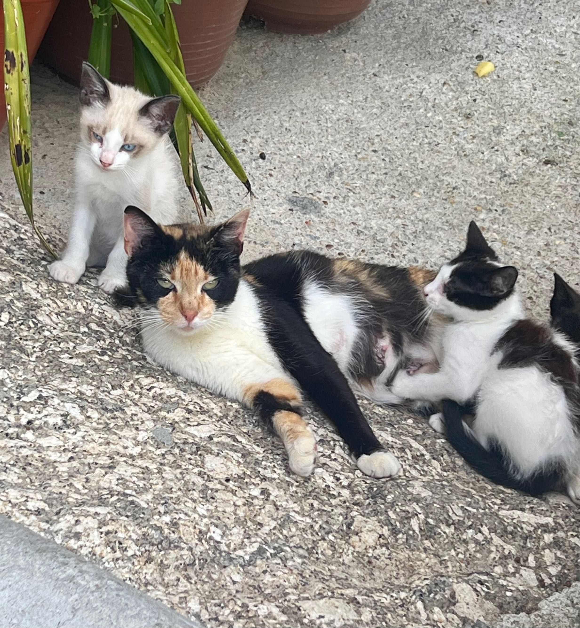 Animais para adoção