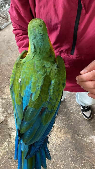 Araras miligold criadas a mão