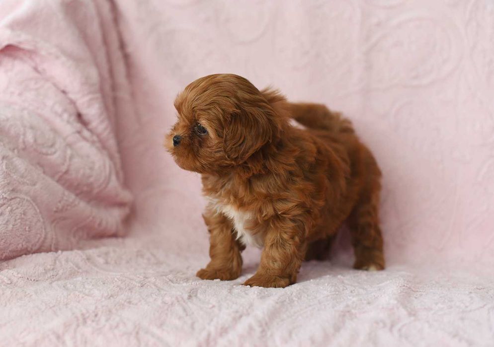 Maltipoo-cudowna suczka