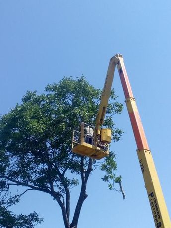 Спилить дерево с автовышки или альпинисты Одесса