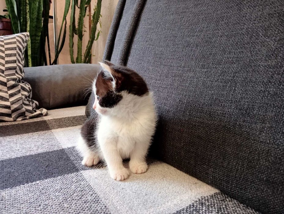 Маленьке кошенятко