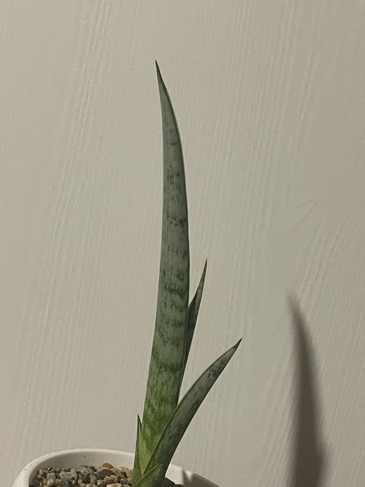 Сансевієрія (сансевиерия)