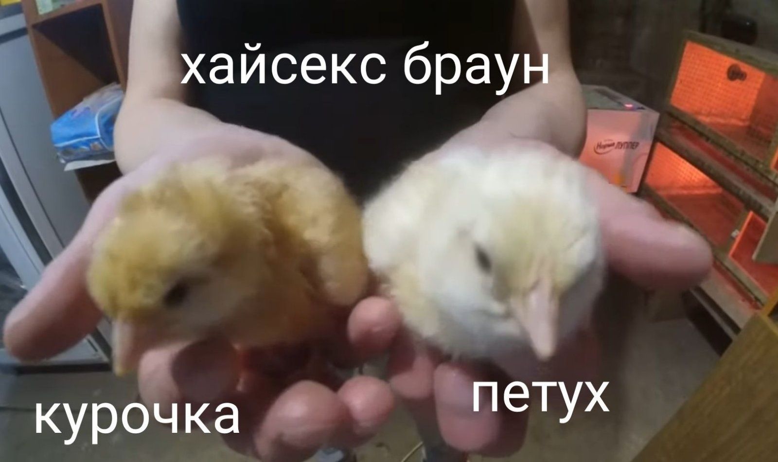 Інкубаційне яйце несушка хайсекс, ломан, леггорн опт та роздріб