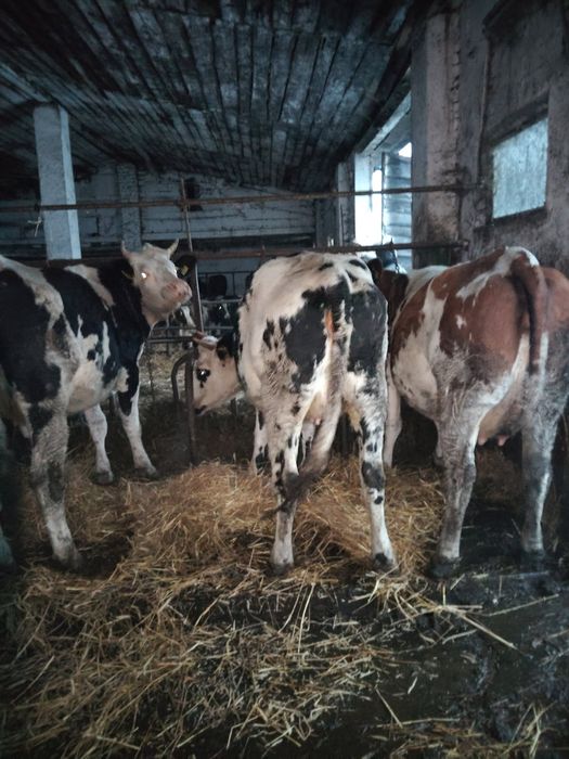 Sprzedam jałówki wysoko cielne