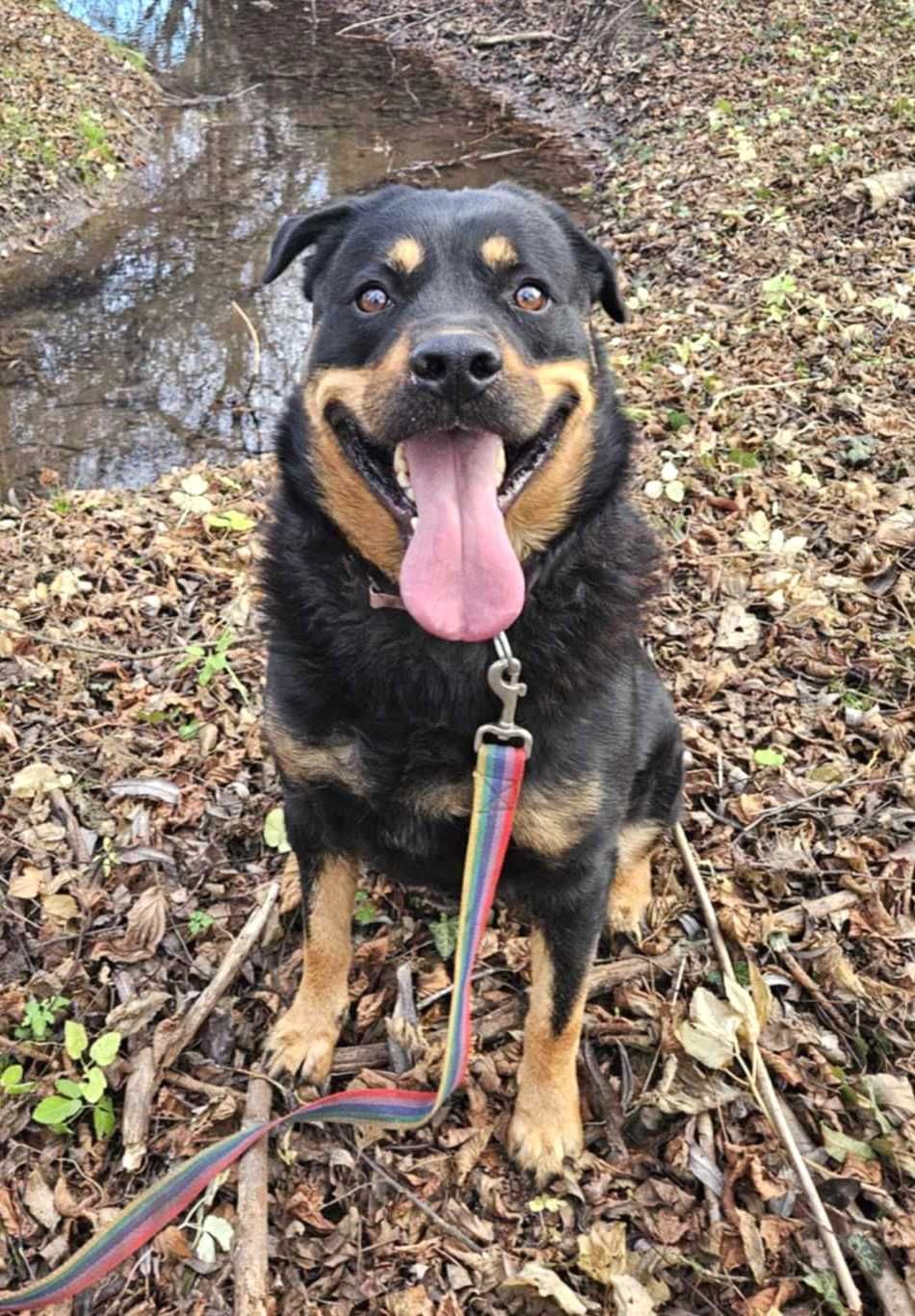 Atos-młody psiak w typie rottweiler, tylko odpowiedzialny dom