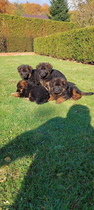 Suczka Owczarek Niemiecki Długowłosy