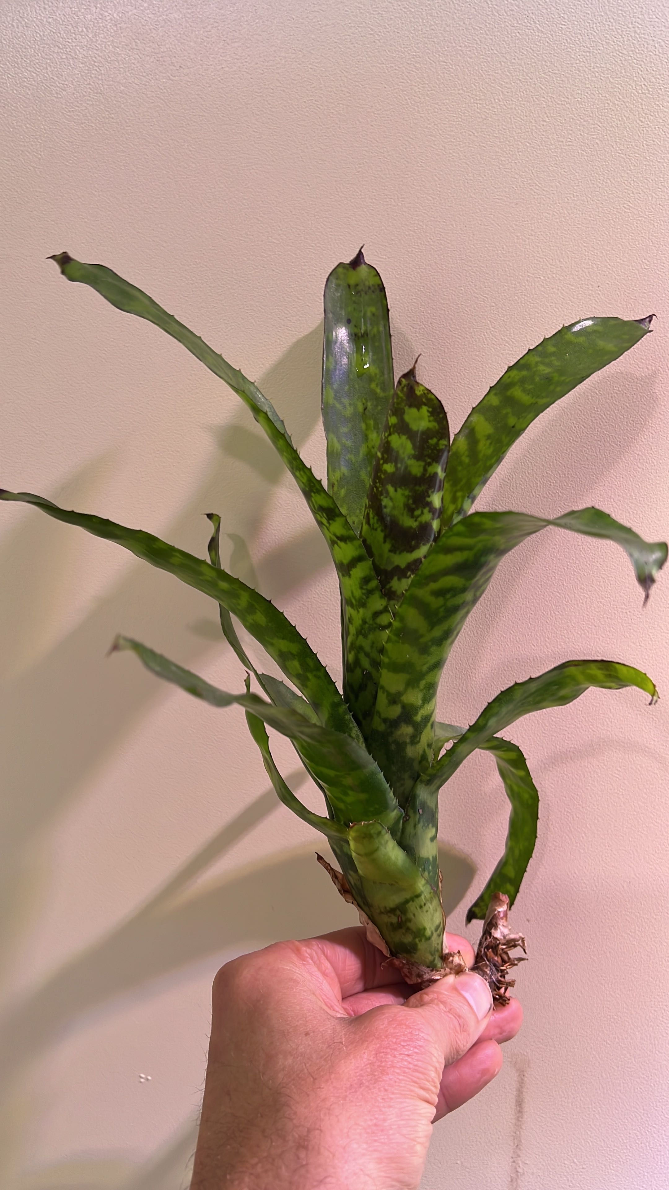Neoregelia bromelia tillandsia