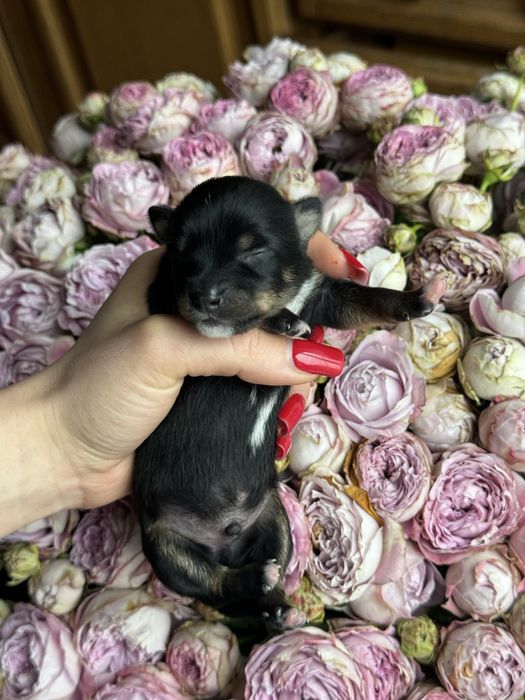 В продаже щенки Той-Терьер