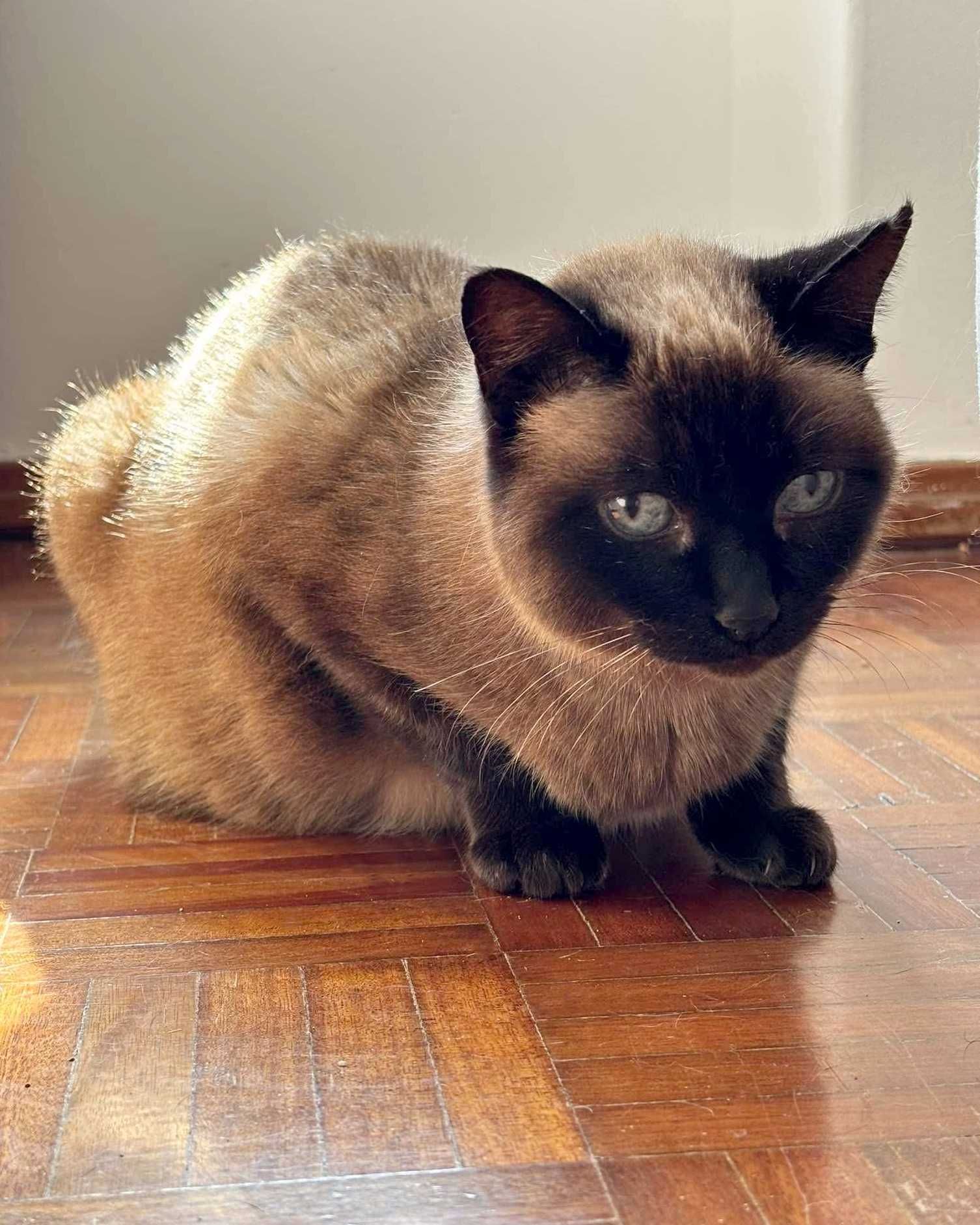 Setúbal / Margem Sul / Lisboa — FLORENTINA, gatinha para adoção