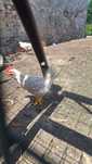 Młode koguty leghorn