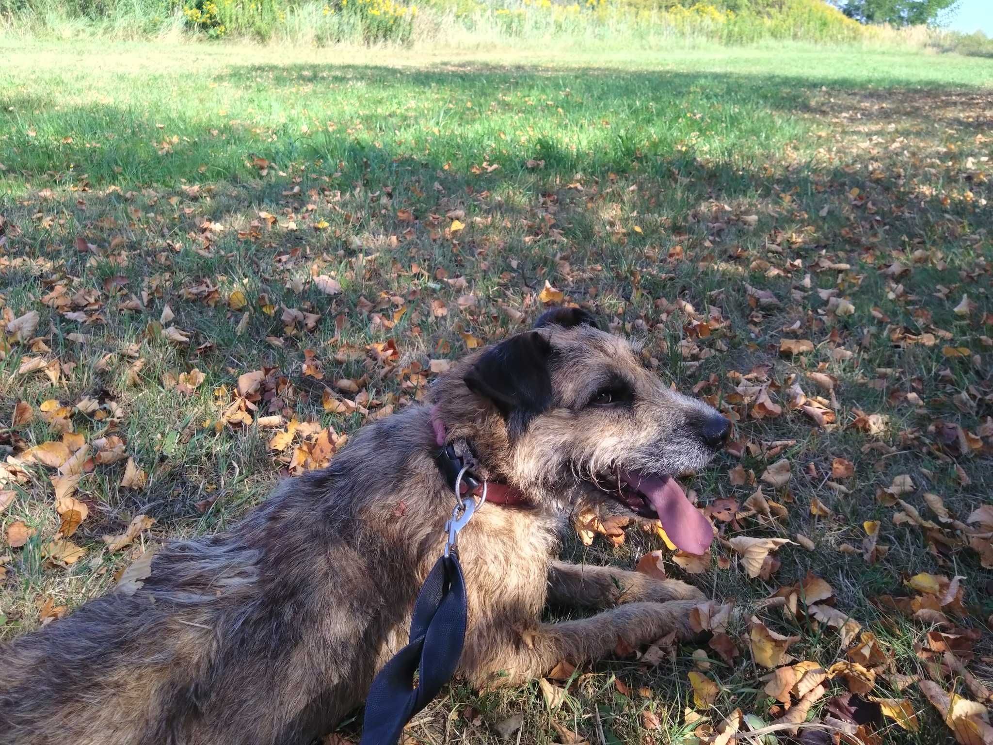 Benji -  Uwielbiam towarzystwo człowieka!
