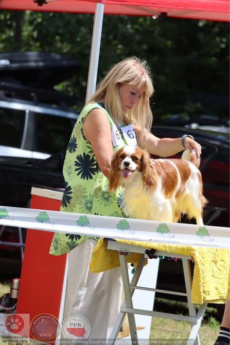 Zapowiedz miotu cavalier