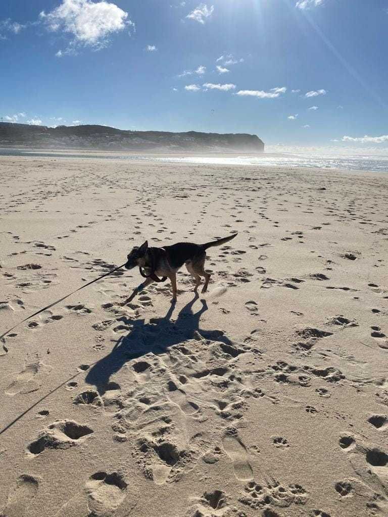 Saramago Cão Cego