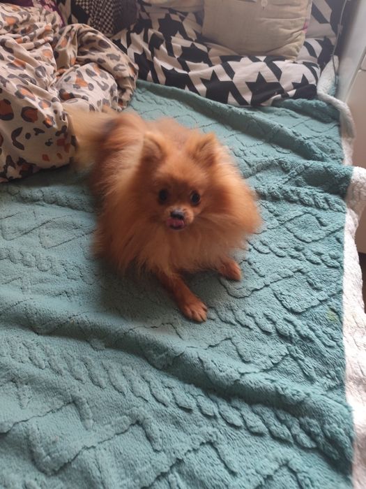 Oddam pieska za darmo szpic miniaturka