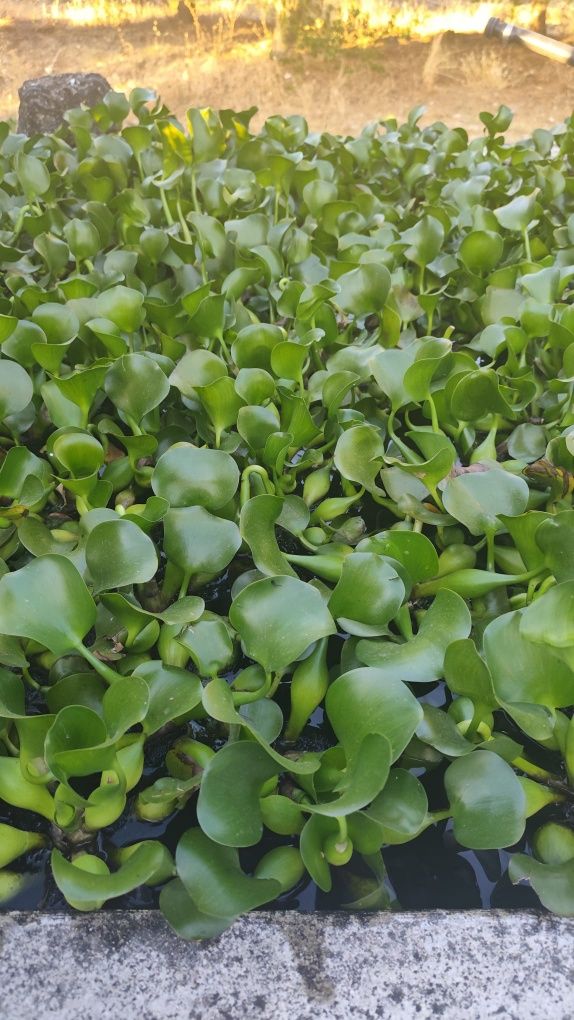 Planta para lago