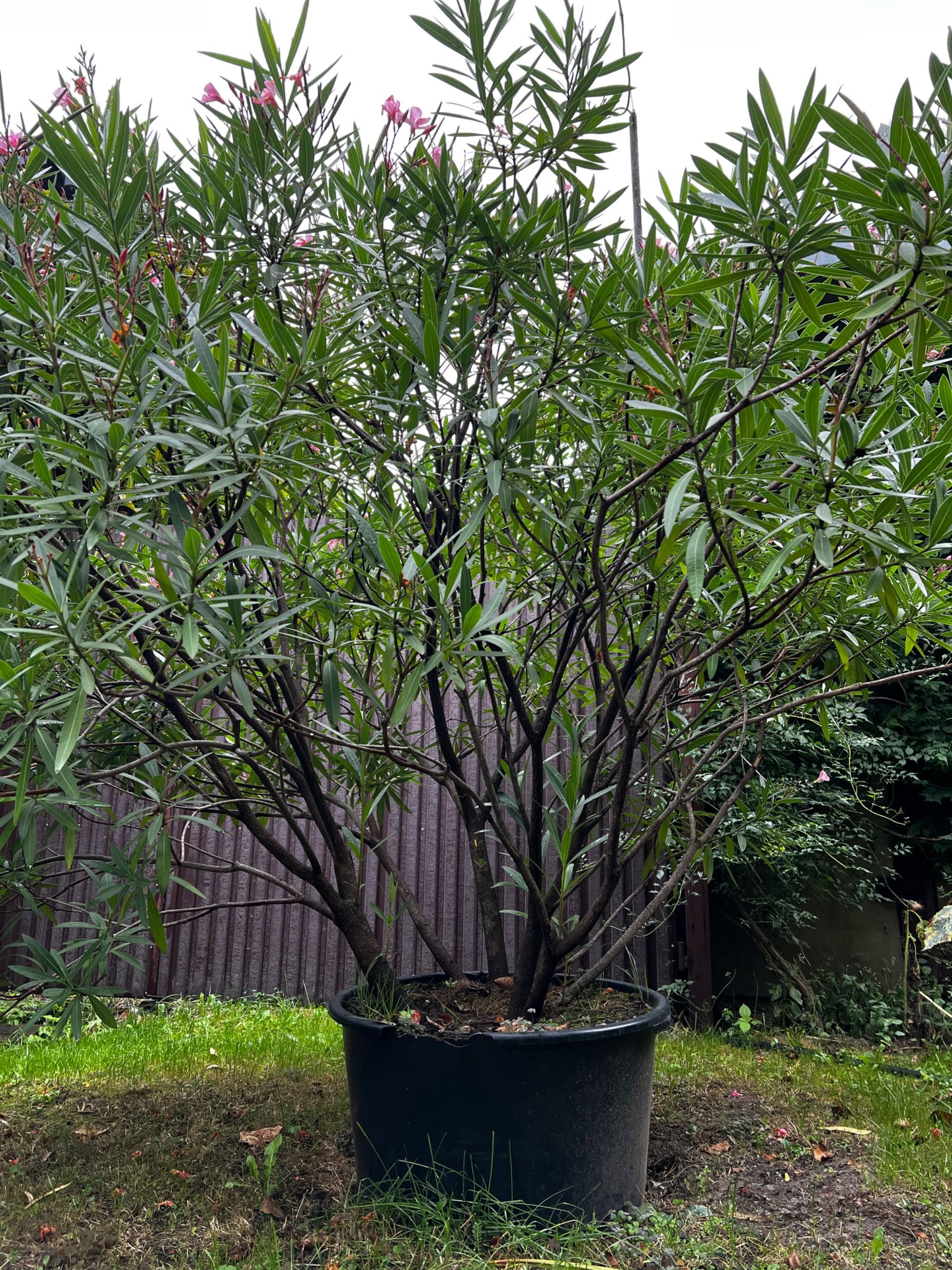 Oleander pięknie rozrośnięty 2.5x2.5 m