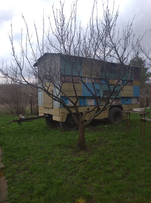 Пчелопавильон, пчёлы