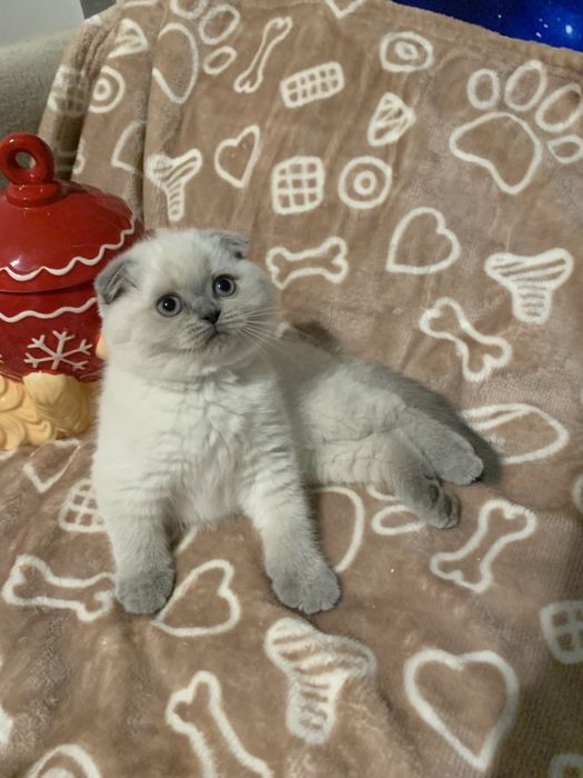 Ostatnia koteczka szkocka zwisłoucha z miotu