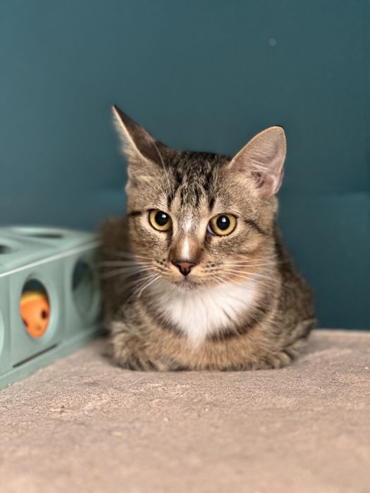 Кошеня Кокос шукає дім 6 міс