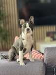 Szczenieta rasy Boston Terrier