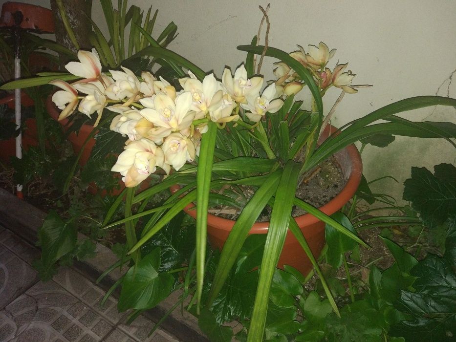 Orquídeas em vaso