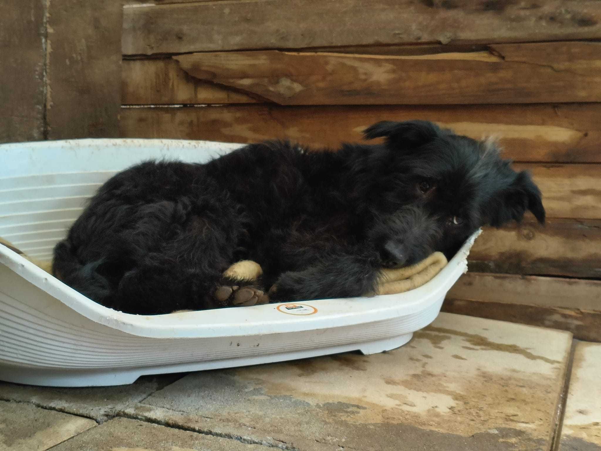 Para adoção: Porthos