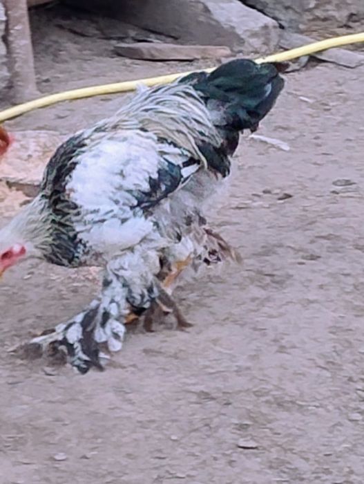 Koguty Brahmy Olbrzmiej