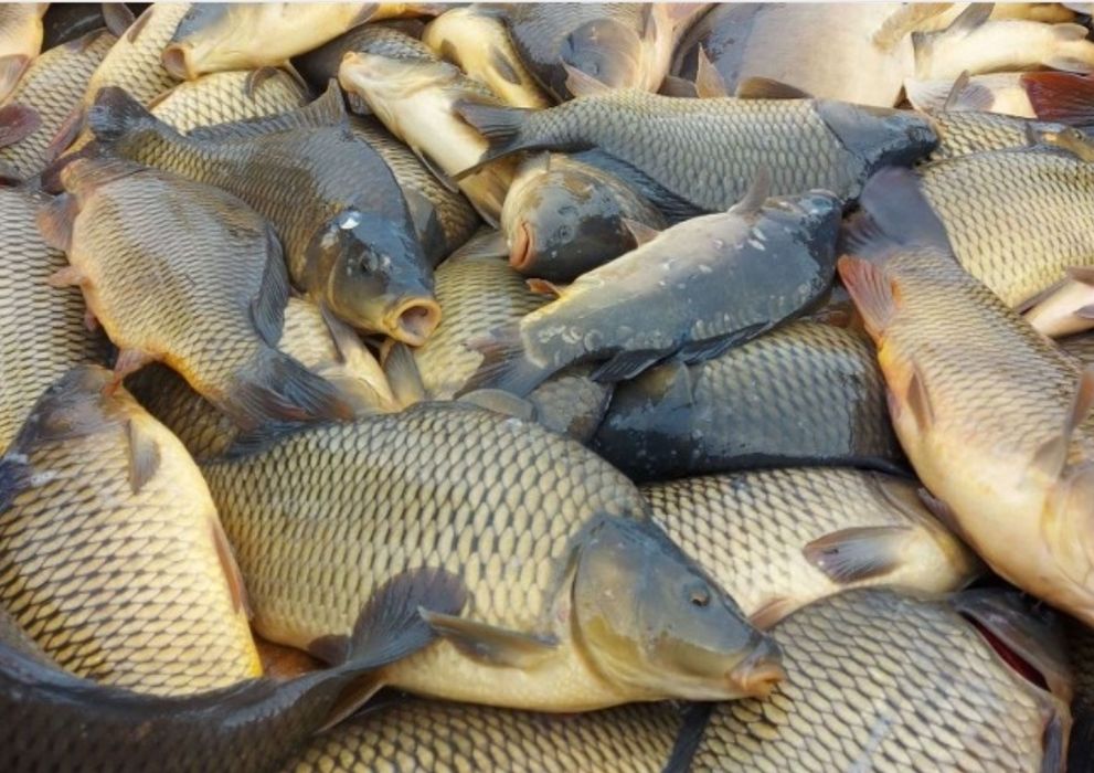 Karp żywy Wigilijny, Amur