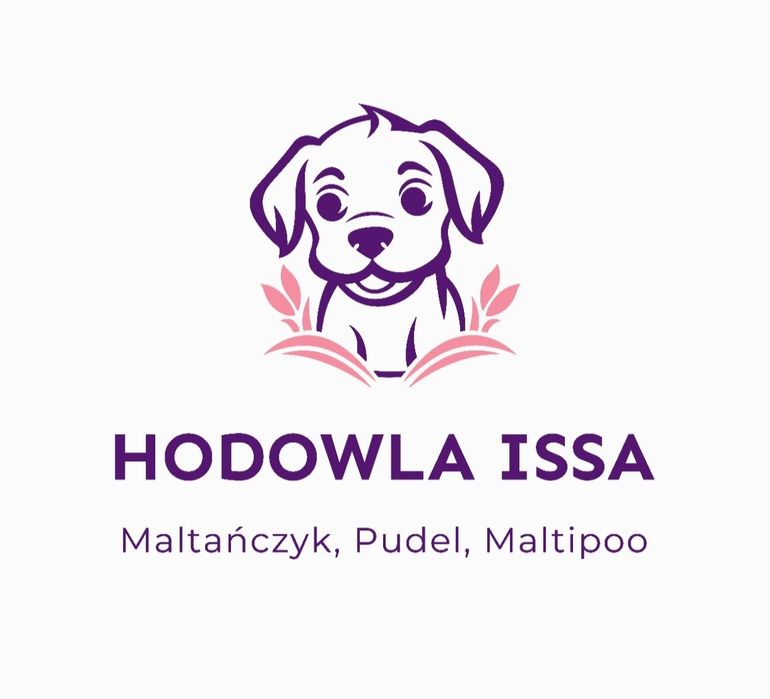 Pudel miniaturowy Toy Red Brown suczka Hodowla Issa