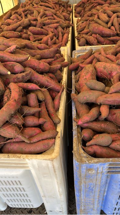 Batata Doce excelente sabor