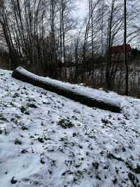 Pień dębu na deski/foszty