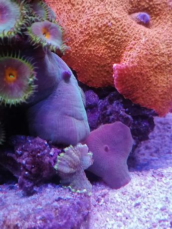 Koralowce miękkie Discosoma purple blue akwarium morskie Czernica