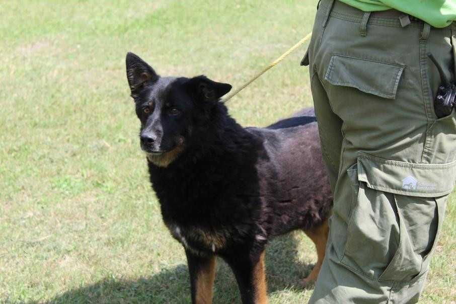 583681 Randi do adopcji.